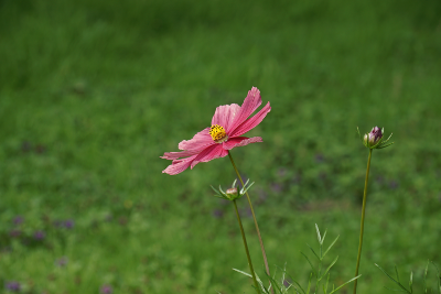 Flowers 5, par Xavier E. G. Dierick